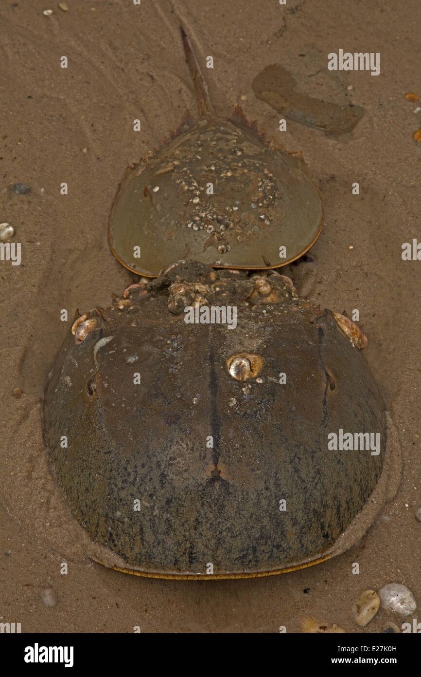 Atlantic horseshoe crab, Limulus polyphemus, marine chelicerate