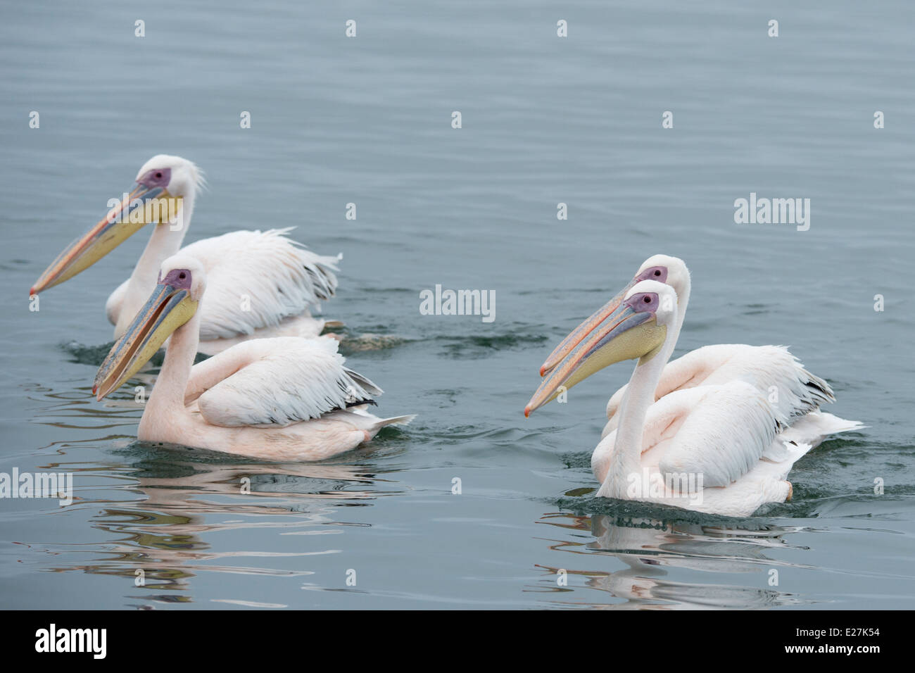 Great White Pelican (Pelecanus onocrotalus) also known as the Eastern White Pelican, Rosy Pelican. Walvis Bay, Namibia. Stock Photo