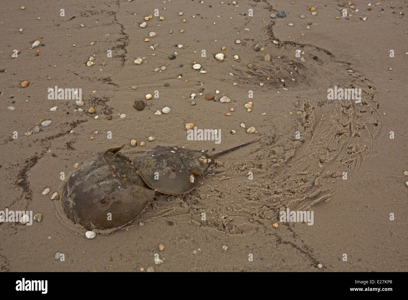 Atlantic horseshoe crab, Limulus polyphemus, marine chelicerate