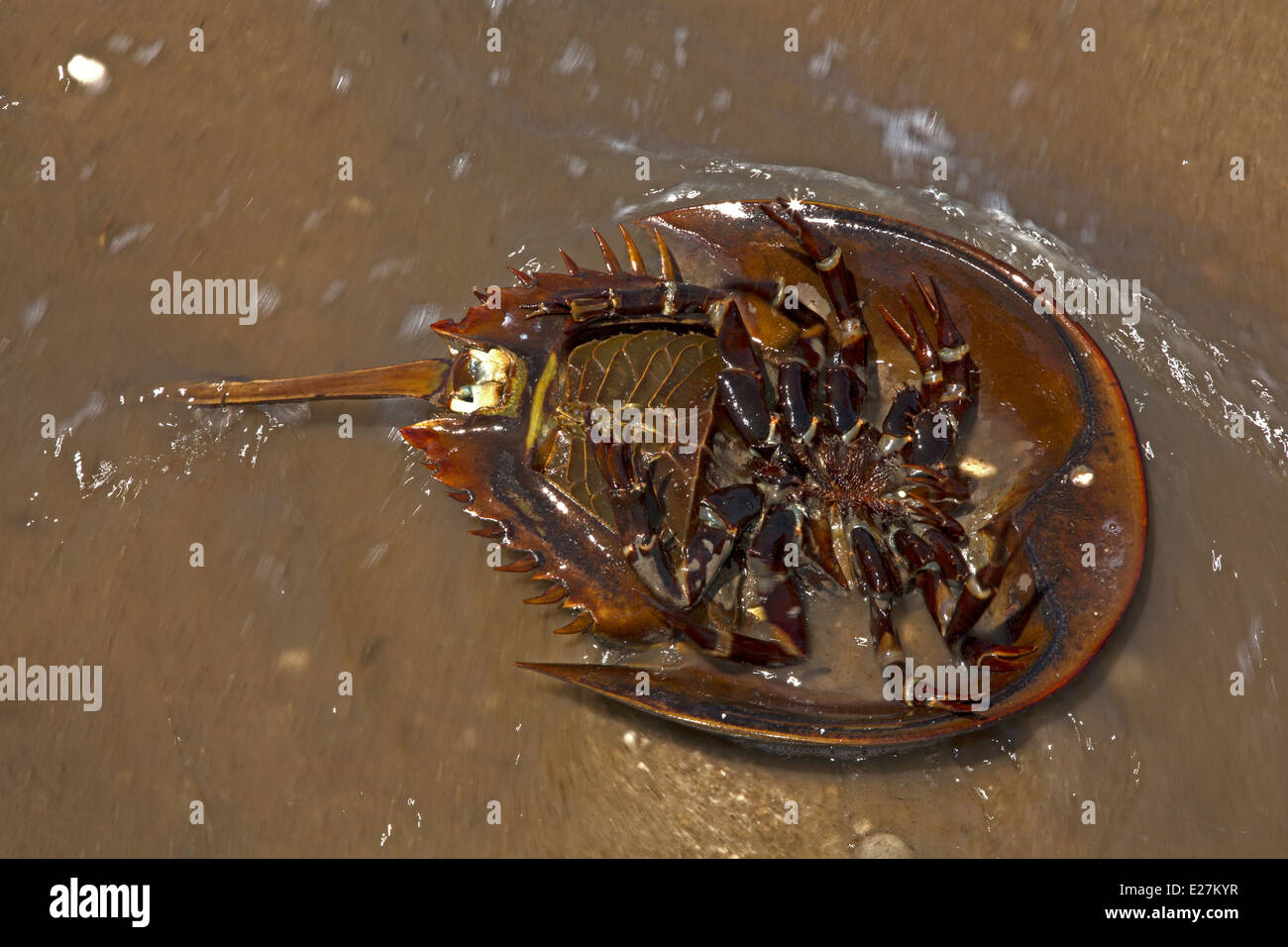 Atlantic horseshoe crab, Limulus polyphemus, marine chelicerate
