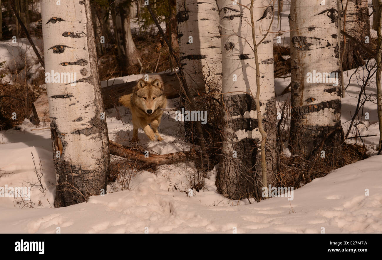 wolf in snow jumping through trees Stock Photo