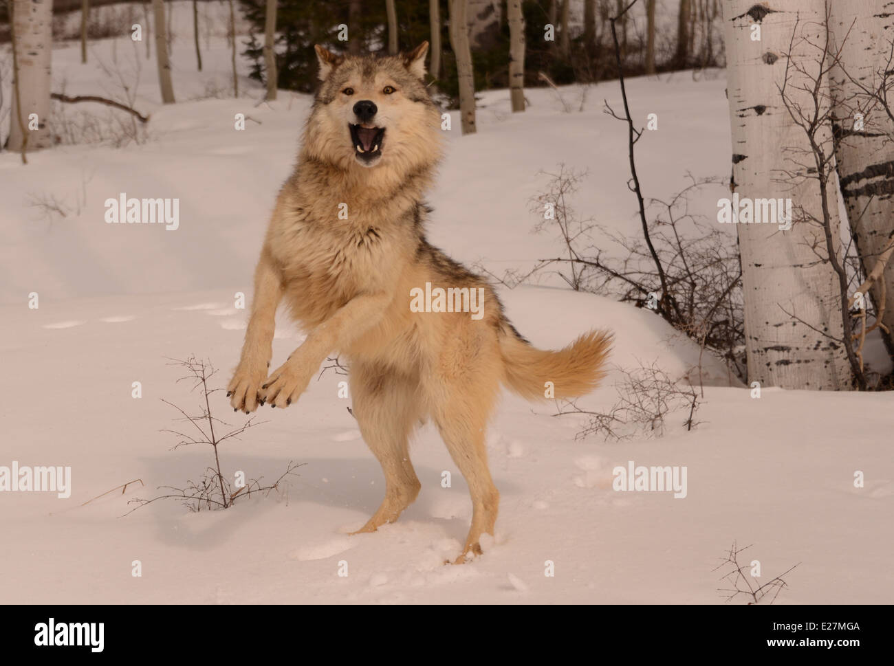 wolf in snow jumping Stock Photo