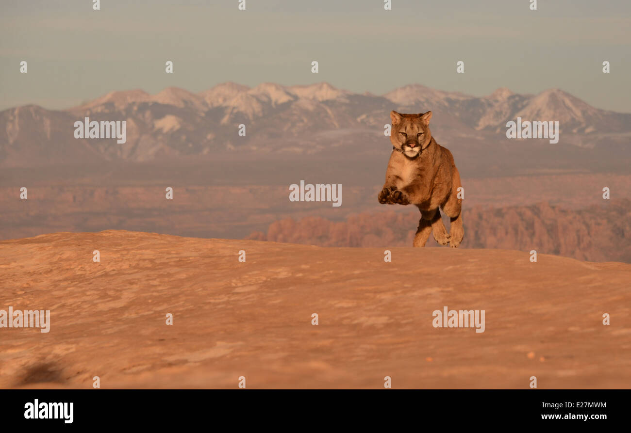 Vivid How Fast Can A Mountain Lion Run Scene in 4K Vivid How Fast Can A Mountain Lion Run Scene in 4K