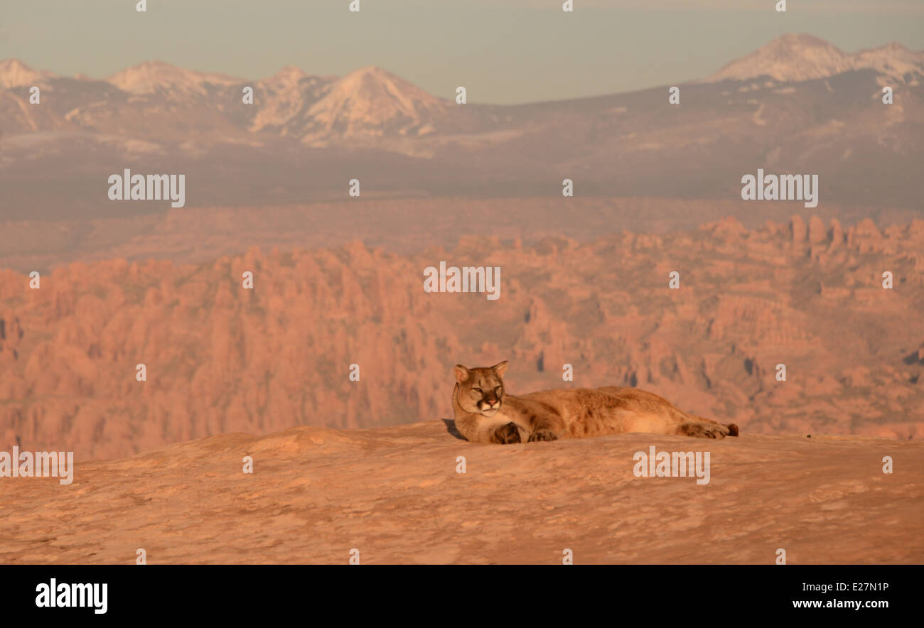 mountain lion laying down with mountains in background Stock Photo