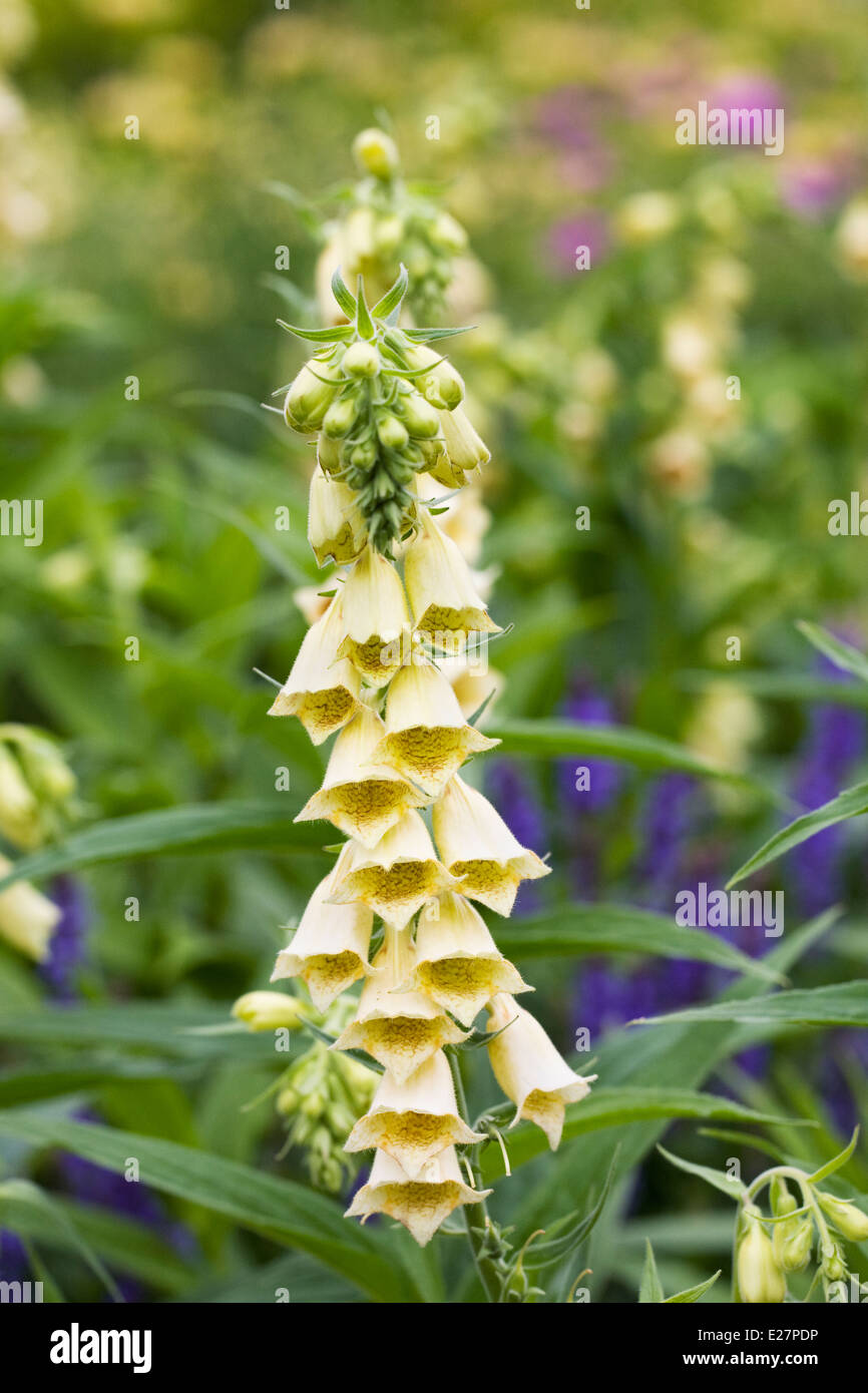 Digitalis grandiflora. Large yellow foxglove Stock Photo Alamy