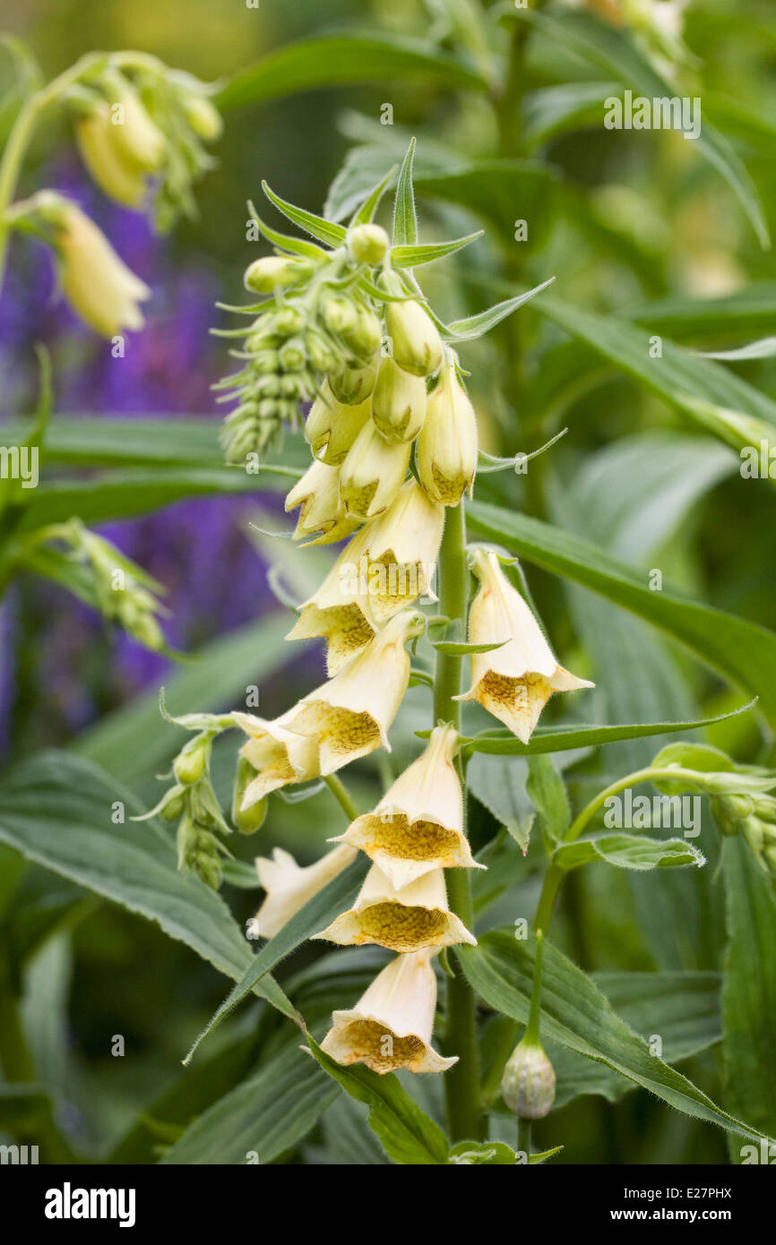 Yellow digitalis hires stock photography and images Alamy