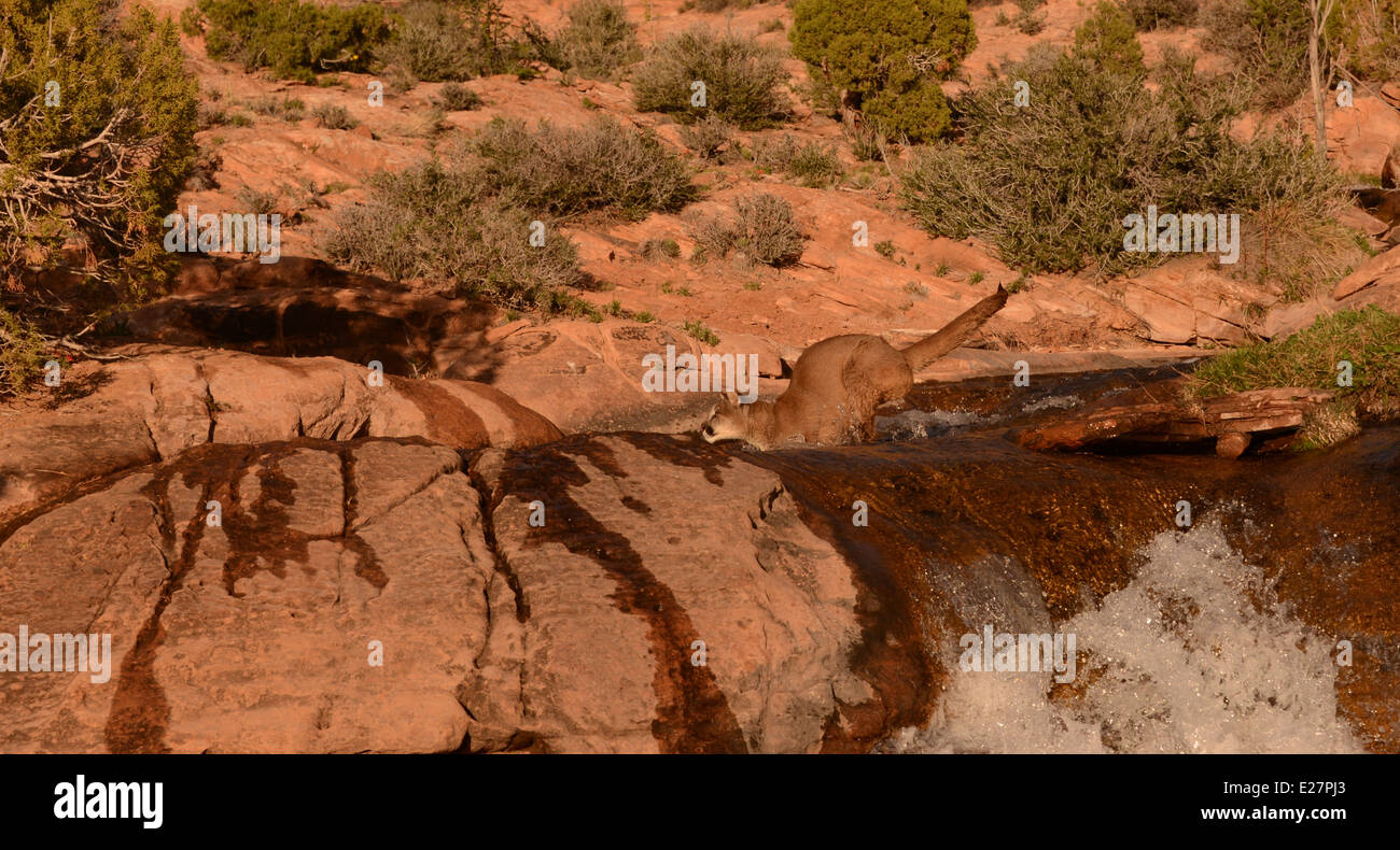 mountain lion jumping into running water Stock Photo