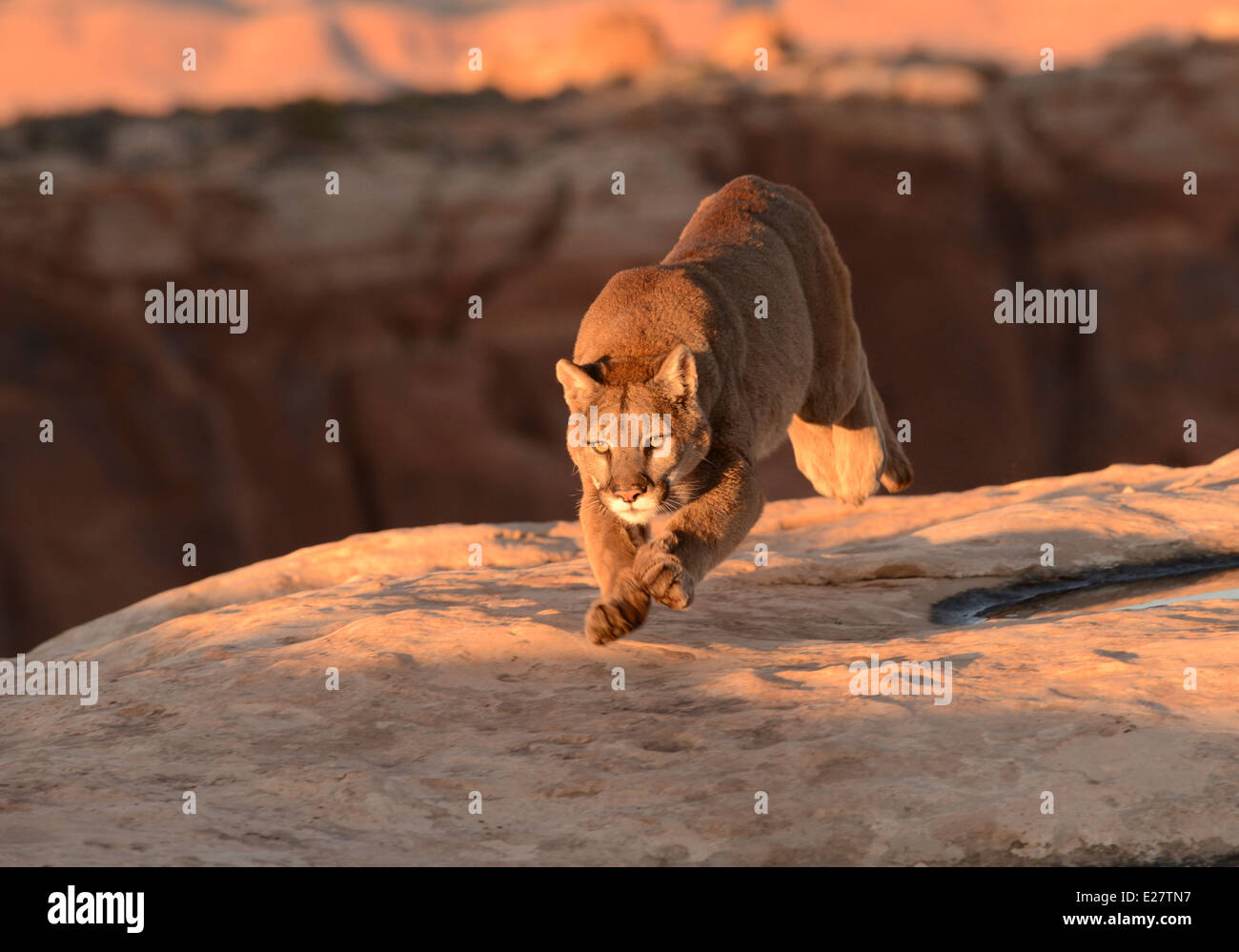 mountain lion running Stock Photo