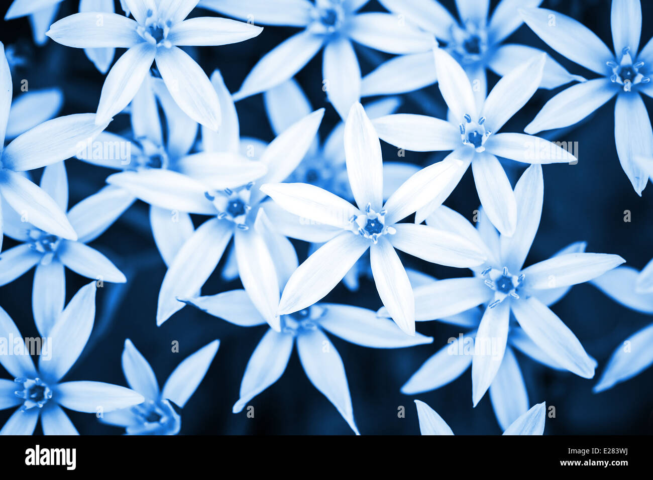 Abstract blue nature background with small white flowers Stock Photo