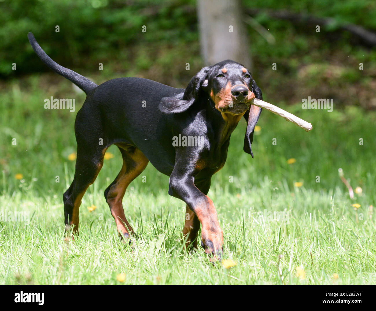 black and tan coonhound playing fetch with a stick Stock Photo Alamy