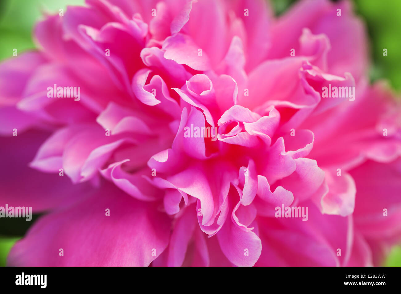 Close up photo of pink peony flower Stock Photo - Alamy