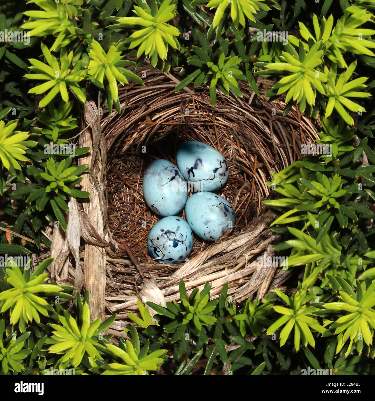 Bird nest on pine tree branches with four blue eggs inside as a symbol ...