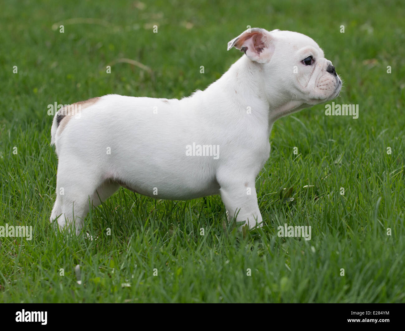 english bulldog puppy outside in the grass - 8 weeks old Stock Photo ...