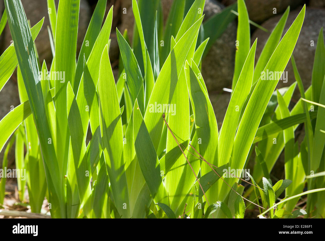 The abstract pattern of back lit plant leaves. Stock Photo