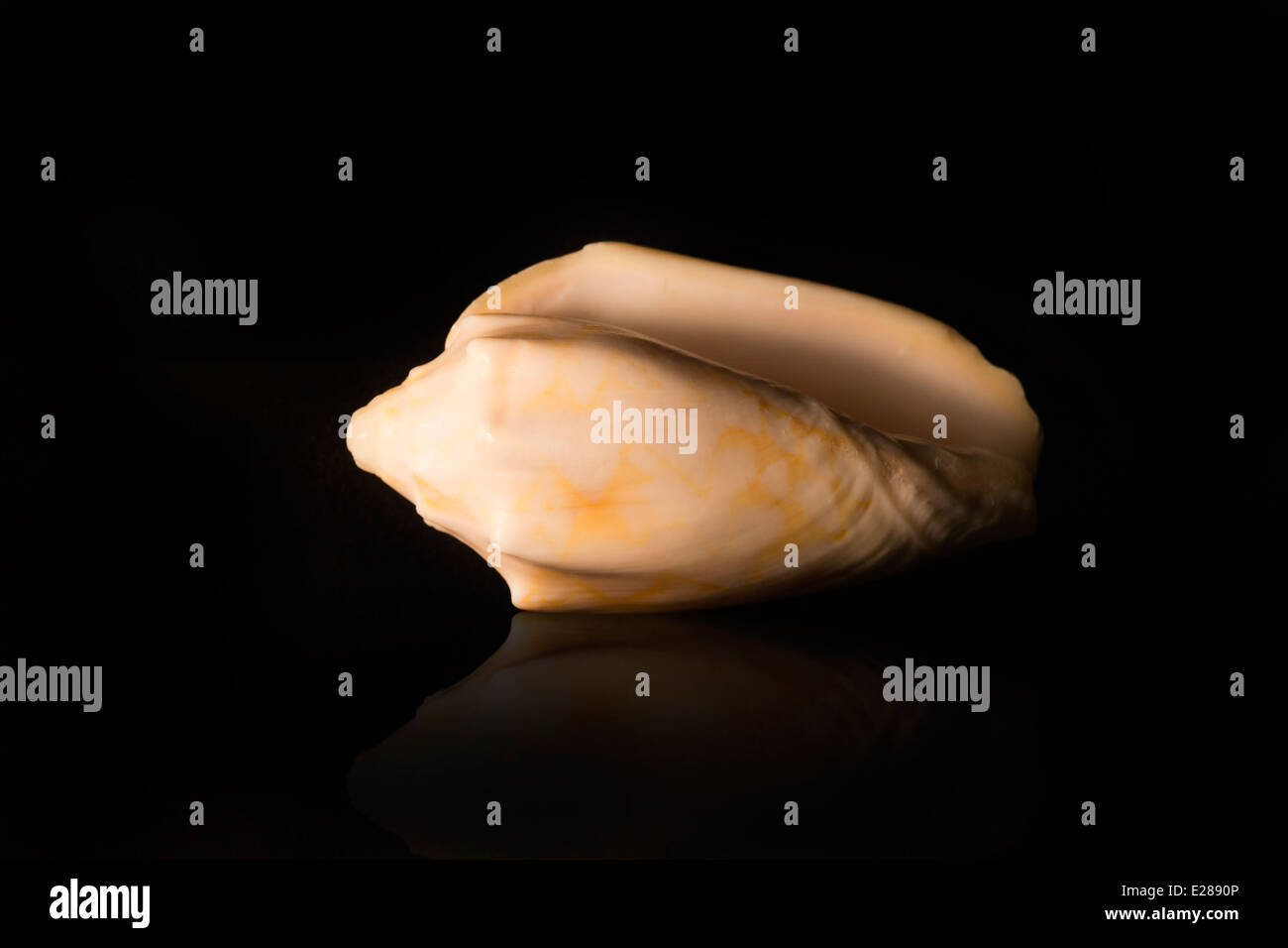 White sea shell hi-res stock photography and images - Alamy