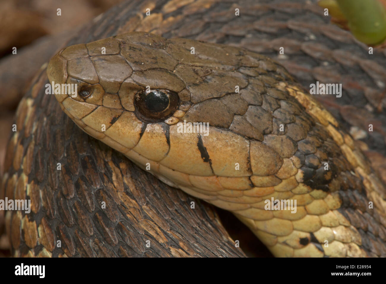 Common garter snake, Thamnophis sirtalis, Pennsylvania Stock Photo