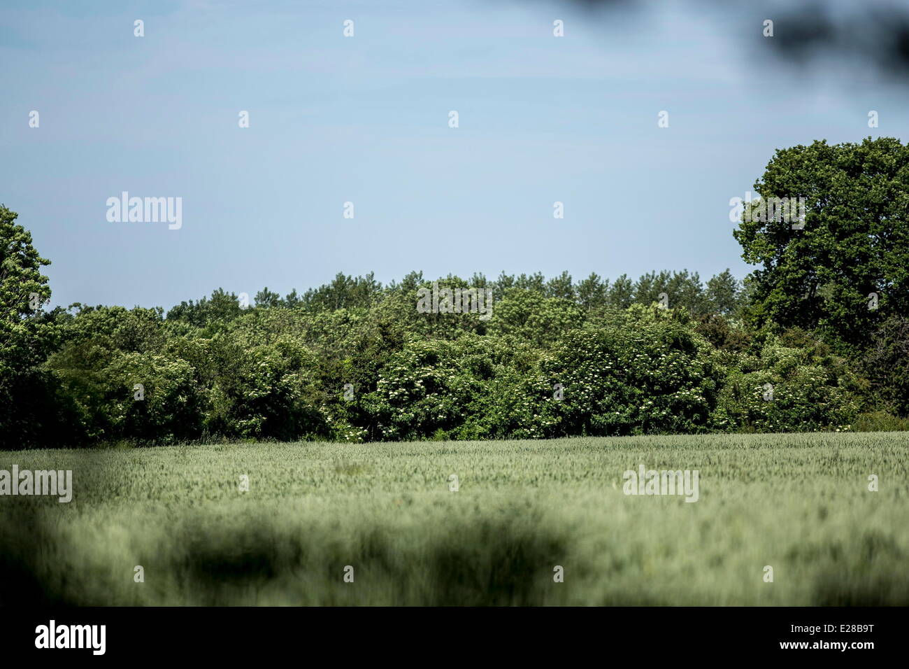 Normandy, France. 6th June, 2014. A farm field where the 101st Airborne Division set up a hospital in Normandy, France, June 6, 2014. The division set up a hospital to treat wounded paratroopers who parachuted into Normandy to start Operation Overlord, also known as D Day, on June 6, 1944. Thousands of people visited the region to commemorate the invasion's anniversary. This year marks the 70th anniversary of the landings that liberated France and ended the war in Europe. © Bill Putnam/ZUMA Wire/ZUMAPRESS.com/Alamy Live News Stock Photo