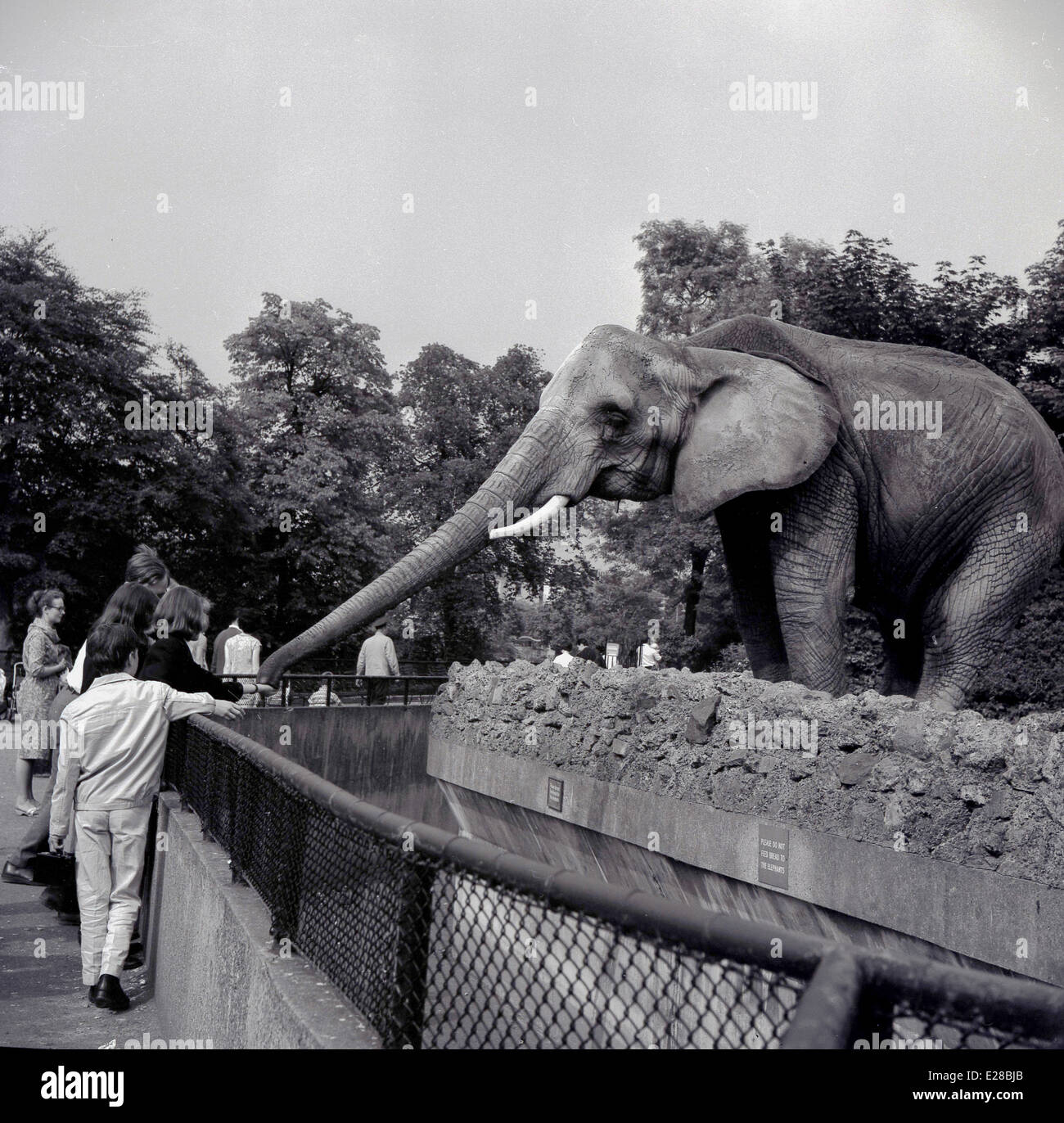 1950s historical picture showing a lady feeding an elephant at ZSL London Zoo, Regent's Park. England. The elephants first came to the zoo in 1831 and visitors could then ride them, but they left in 2001 going to Whipsnade Wild Animal Park, Bedfordshire. London Zoo was opened to the public in 1847 to aid funding, as it had originally opened in 1828 as a place purely for scientific study by the Zoological Society of London (ZSL), a charity committed to the conservation of animals and their habitats. Stock Photo