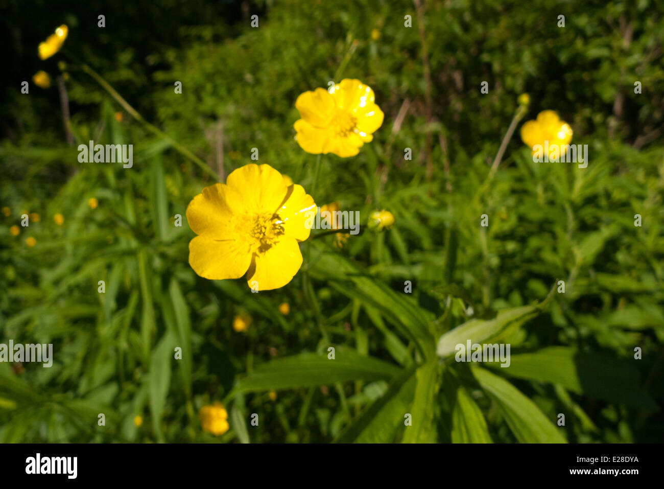 Yellow buttercup flower Stock Photo Alamy