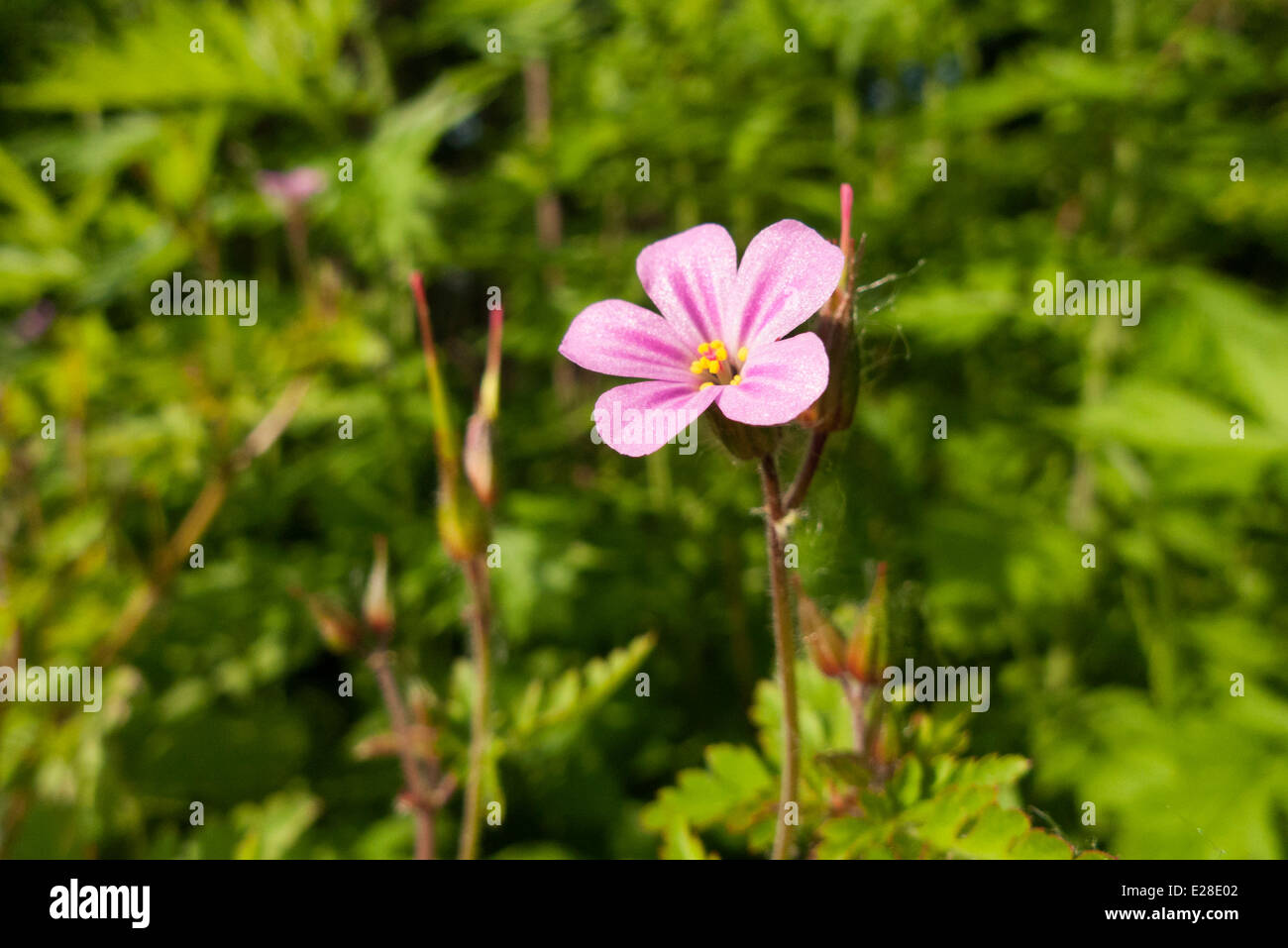 Pink wild flower Spring Beauty. Stock Photo