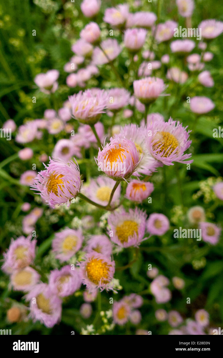 Pink wildflowers hi-res stock photography and images - Alamy