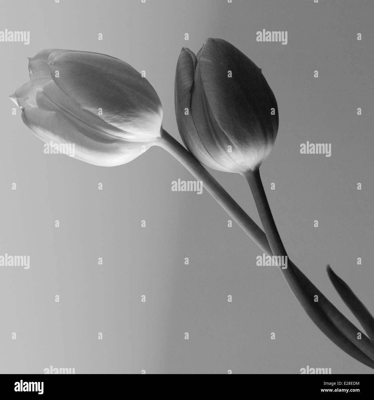 Tulips Black and White Stock Photos & Images Alamy