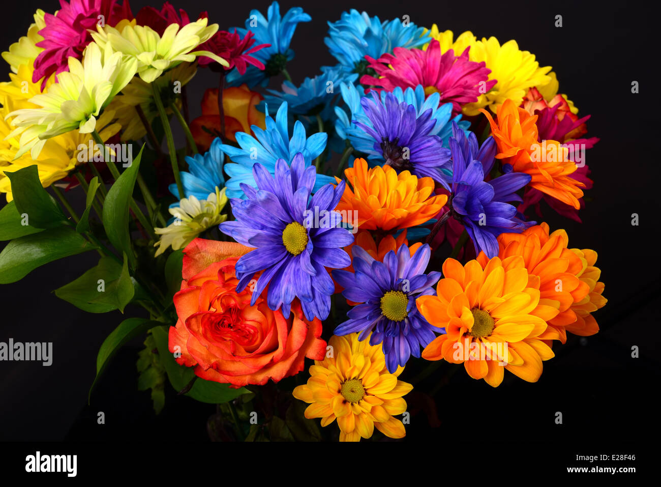 daisy and rose floral arrangement isolated over a black background ...