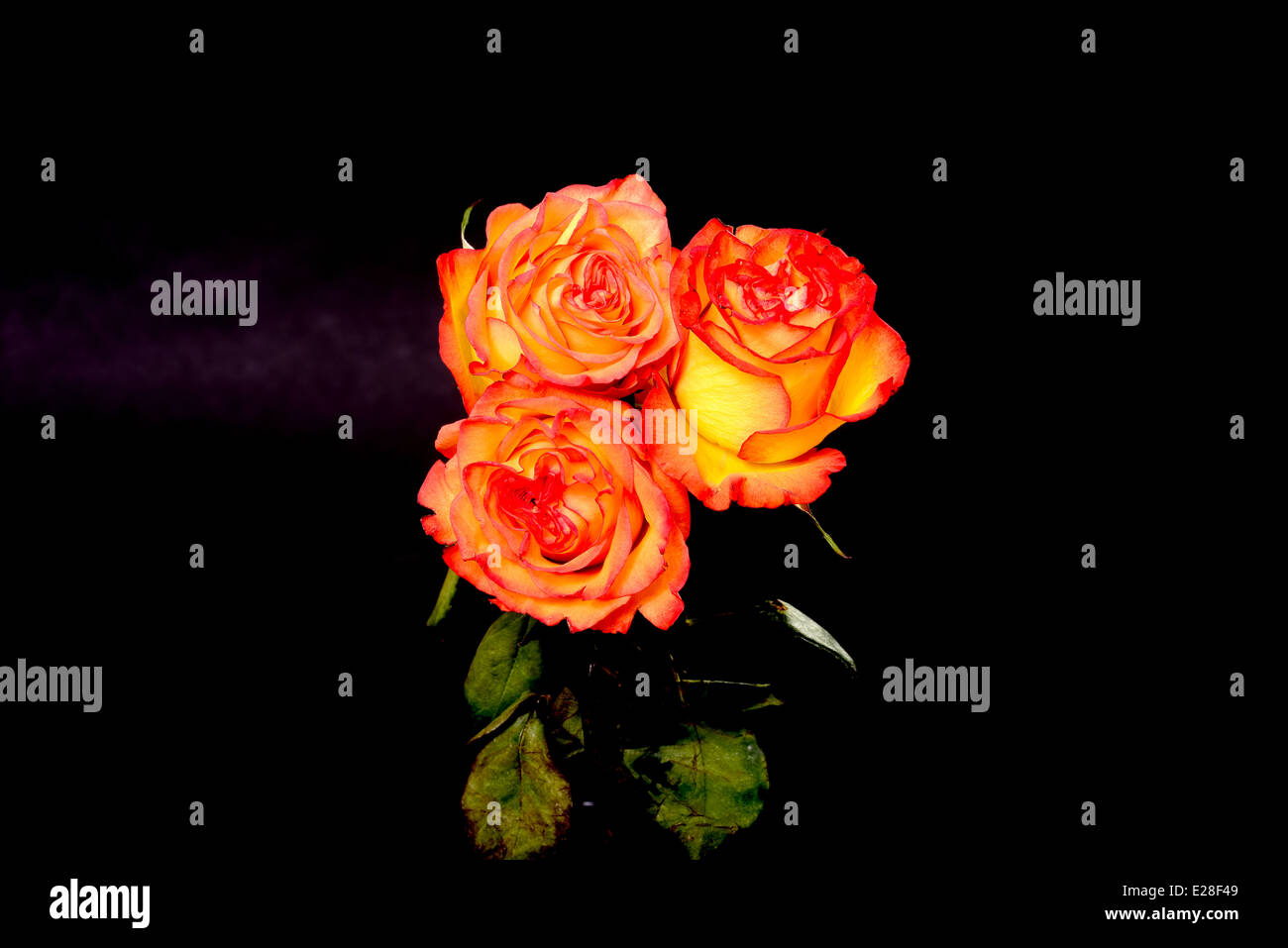 rose floral arrangement isolated over a black background Stock Photo