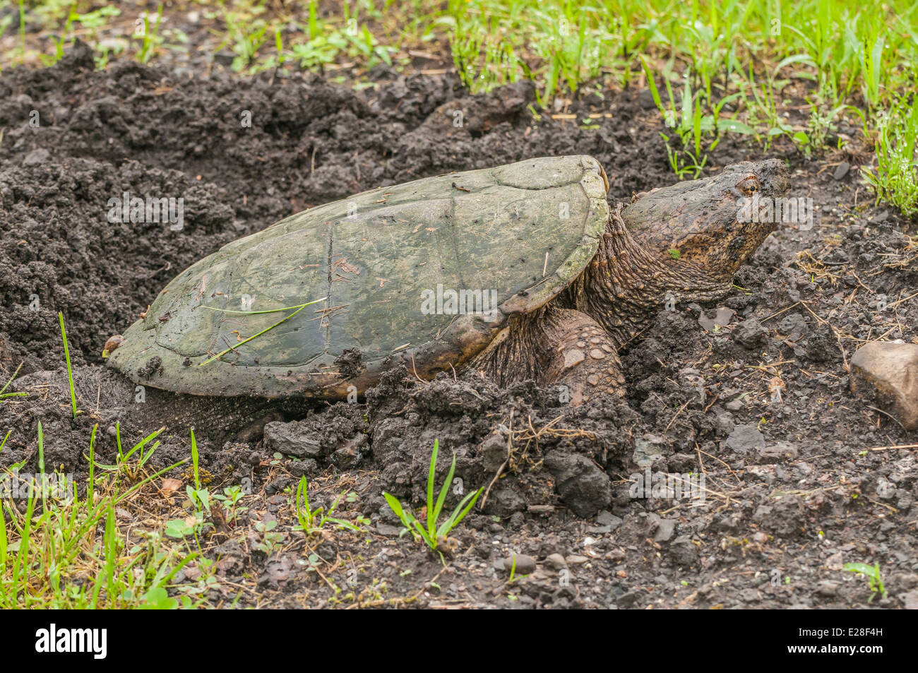 A snapping turtle laying eggs at the edge of a swamp. Stock Photo