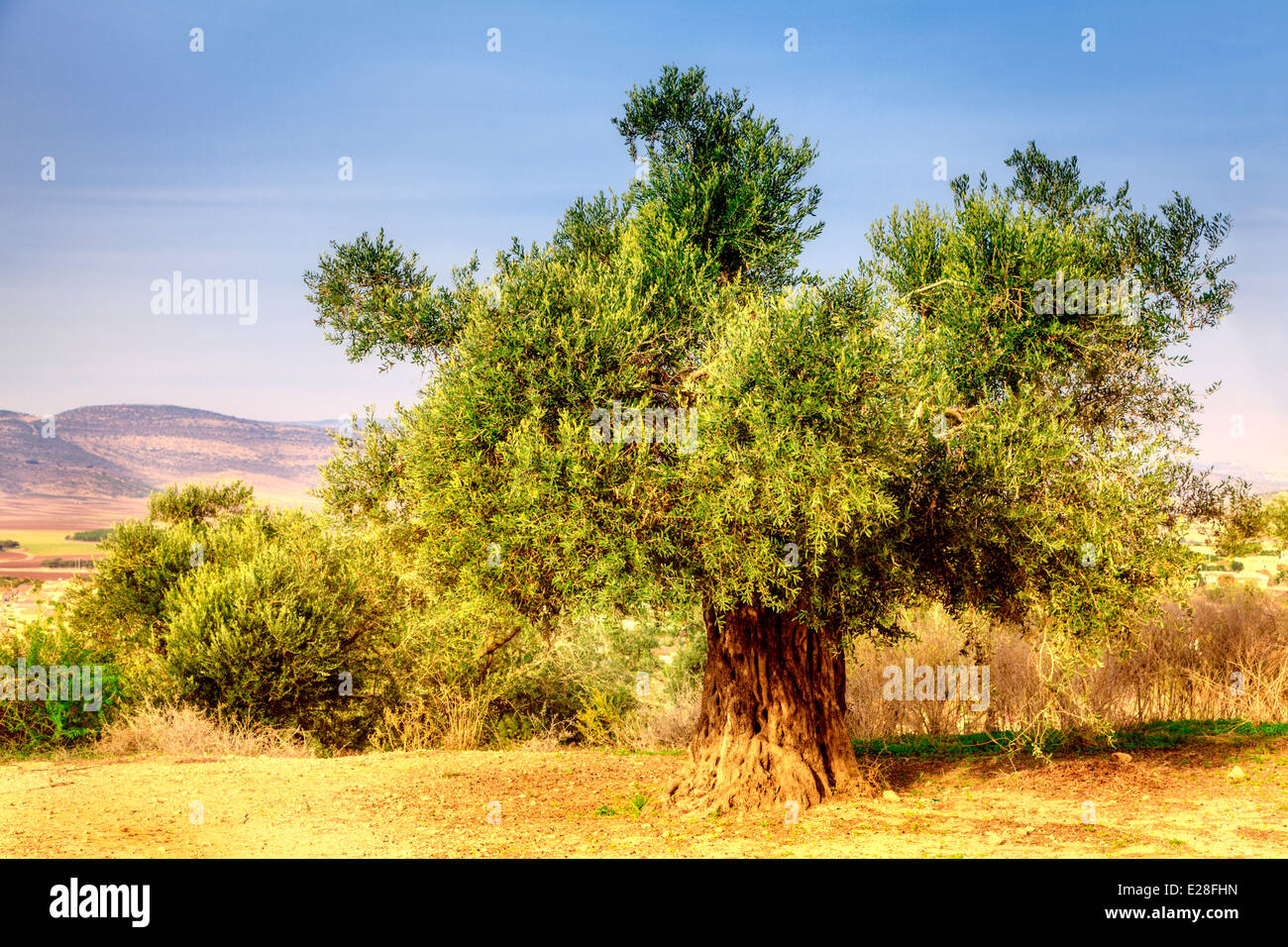 Old olive tree Stock Photo