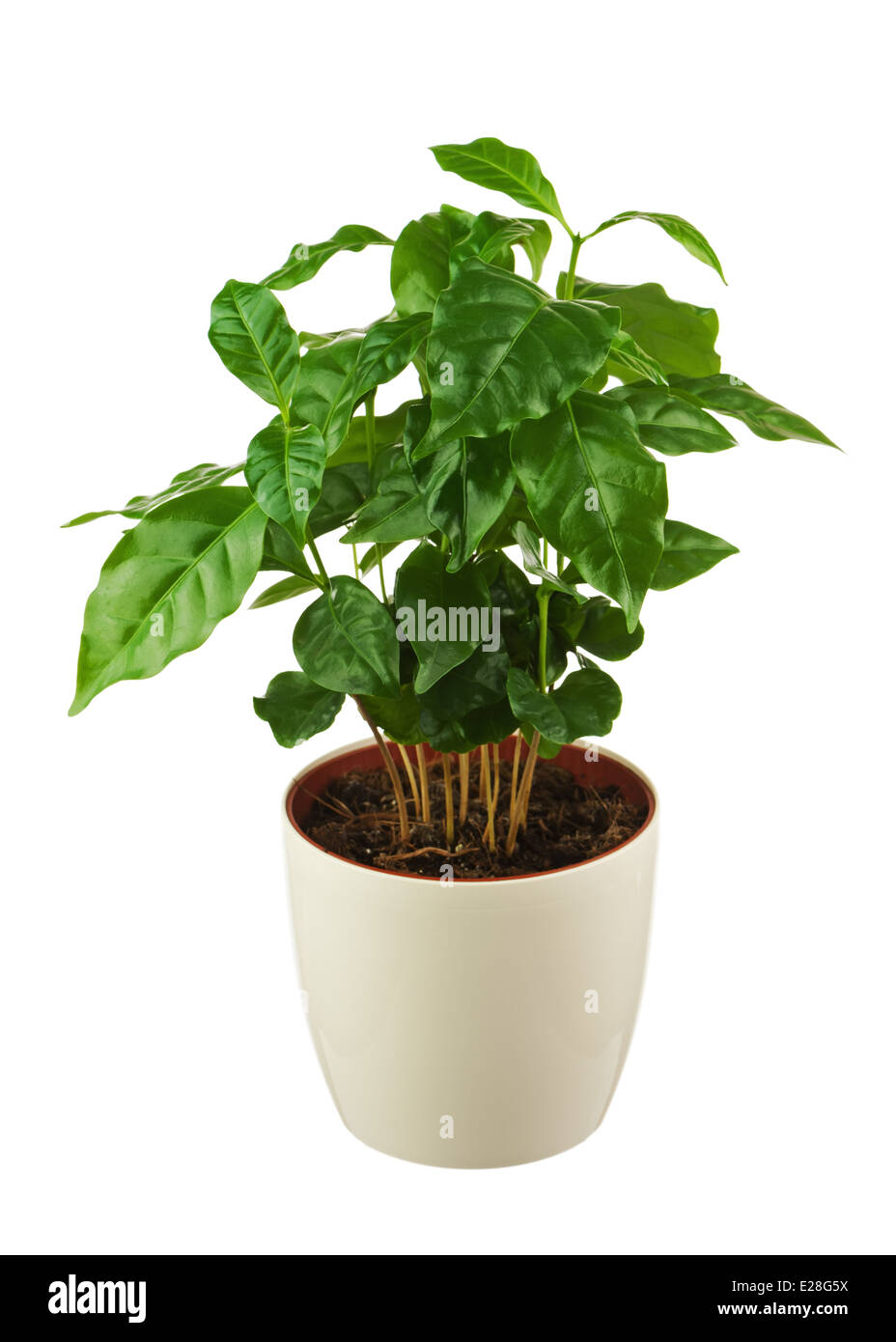 Coffee tree (Arabica Plant) in flower pot isolated on white background. Closeup. Stock Photo