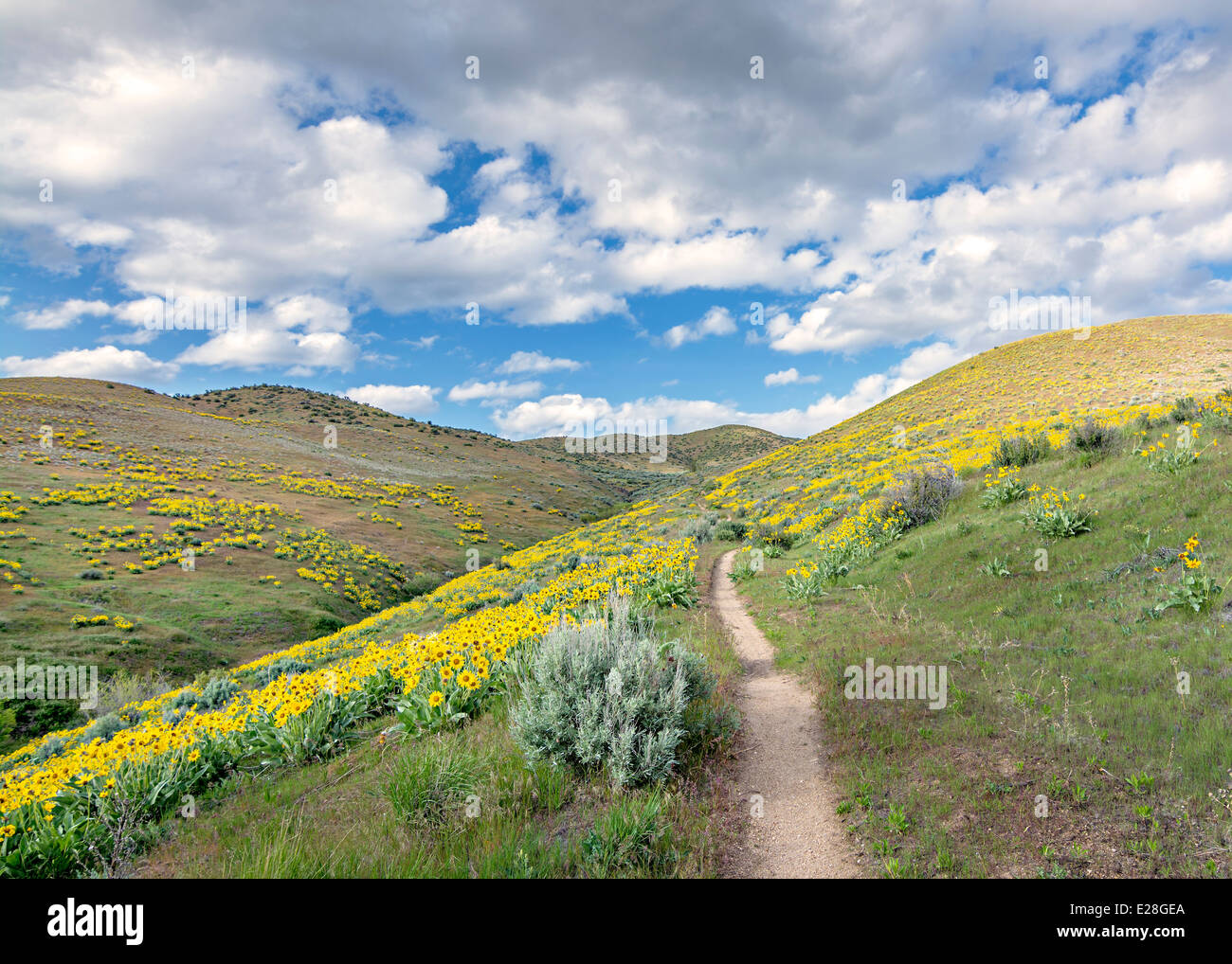 Dirt Foot Path Leads Through Hills Of Flowers Stock Photo Alamy Dirt Foot Path Leads Through Hills Of Flowers Stock Photo Alamy