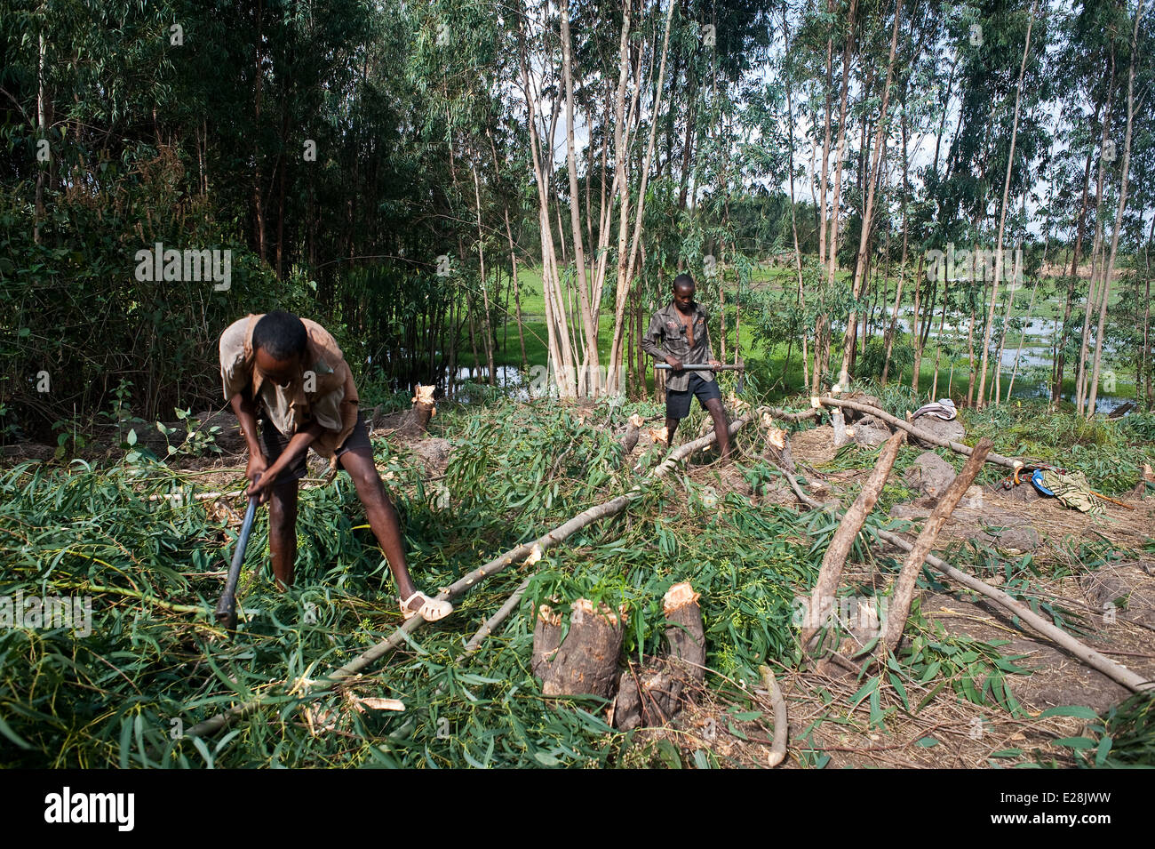 Loggers cutting eucalyptus trees ( Ethiopia Stock Photo Alamy