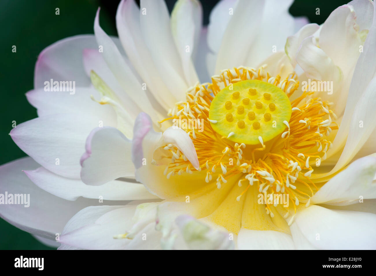 Nelumbo nucifera. Lotus flower Stock Photo