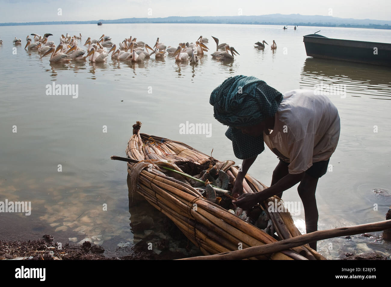 Fisherman coming back from fishing on a papyrus boat. In the background, pelicans ( Ethiopia) Stock Photo