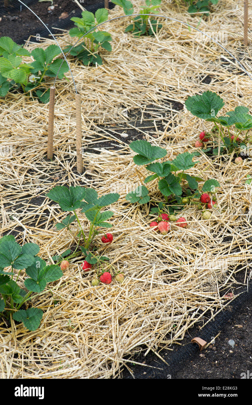 Growing Strawberries, use Straw to protect the fruit. Straw around  Strawberry plants on strawberry field in farm. Harvesting on strawberry  farm Stock Photo - Alamy