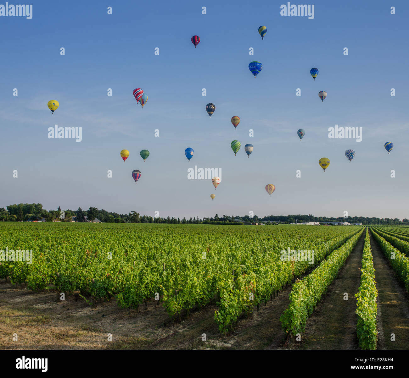 view of hot air balloons flying over grape fields near BRISSAC-QUINCE town Stock Photo