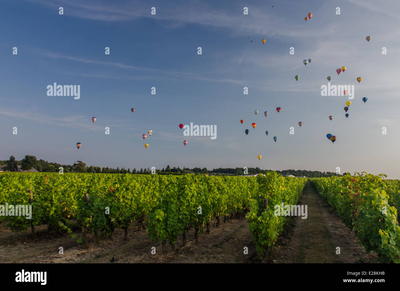 view of hot air balloons flying over grape fields near BRISSAC-QUINCE town Stock Photo