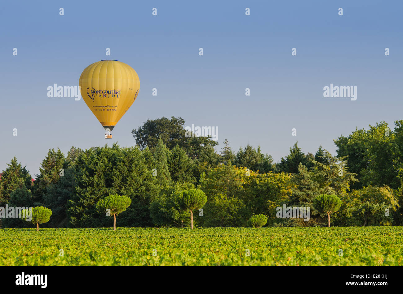 view of hot air baloons flying over grape fields near BRISSAC-QUINCE town Stock Photo