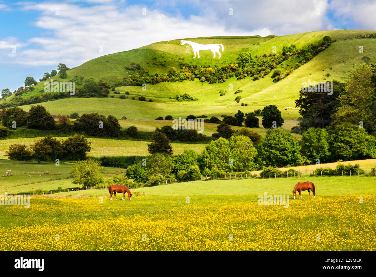 The White Horse hill figure below Bratton Hill Camp at Westbury in Wiltshire, England. Stock Photo