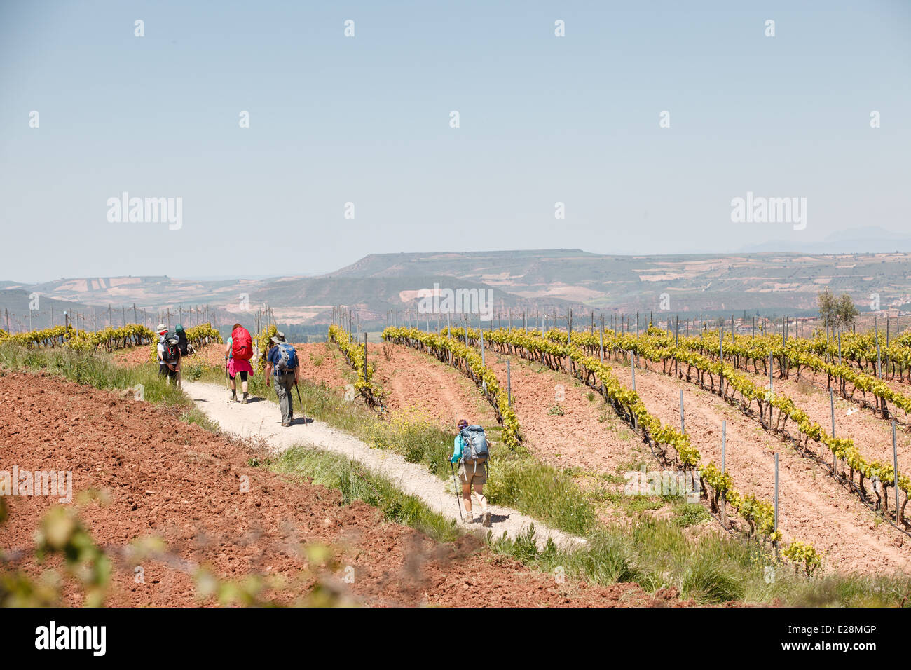 4 June 2013 Pilgrims on Camino de Santiago passing through vineyards near Nájera, La Rioja, Spain Stock Photo