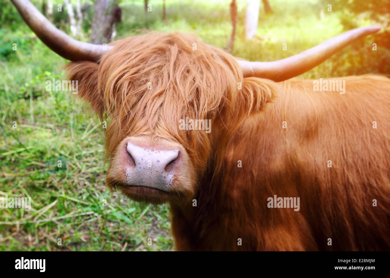 Longhaired cattle up close. Stock Photo