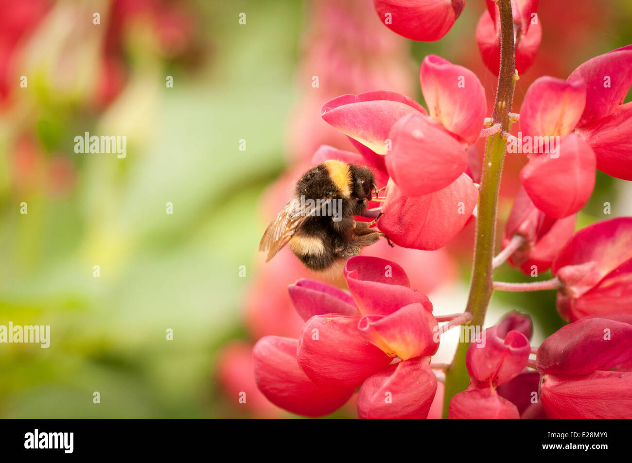 bumblebee-pink-flower-hi-res-stock-photography-and-images-alamy