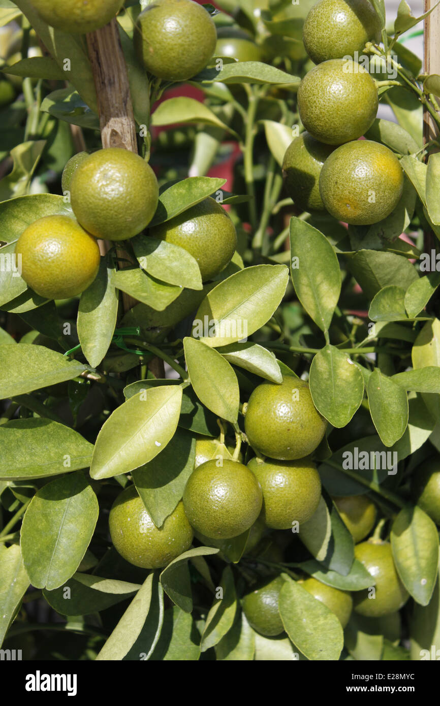 Lemon Tree Kek Lo Si Temple Buddhist Temple Air Itam Penang Malaysia Stock Photo Alamy