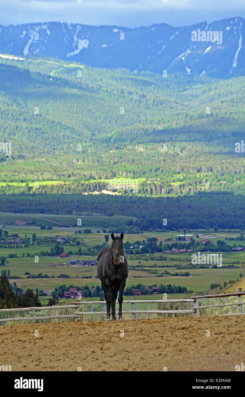 Portrait of a black horse in a corral in Jackson Hole, Wyoming Stock