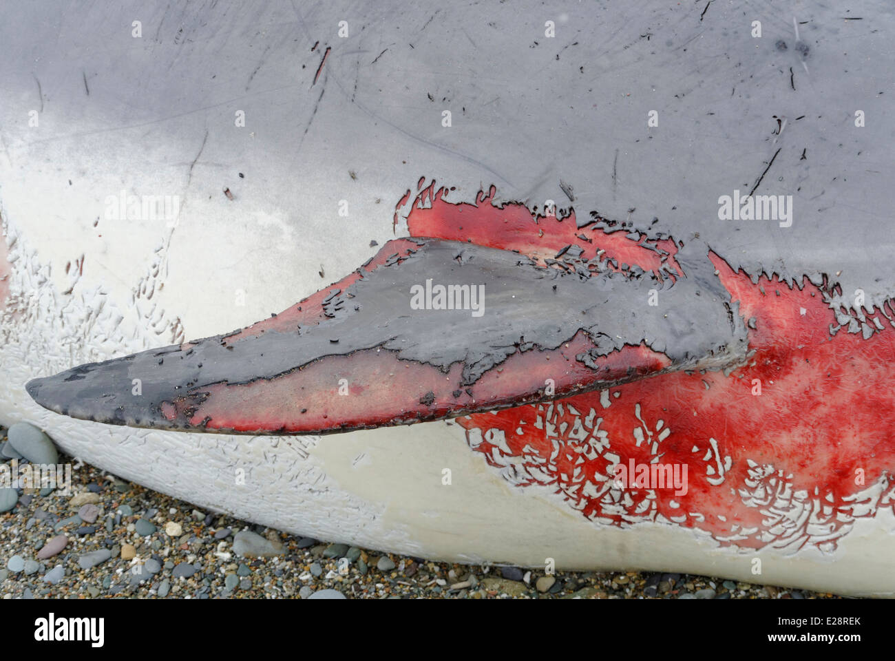 Deatails of injuries to the copse of a stranded  male bottlenose dolphin [ Tursiops truncatus] on a beach in North Wales Stock Photo