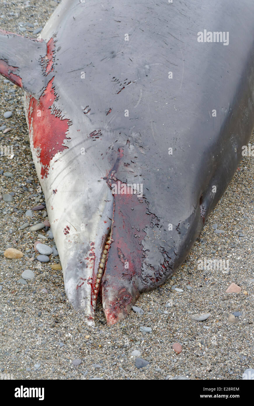 Deatails of injuries to the copse of a stranded  male bottlenose dolphin [ Tursiops truncatus] on a beach in North Wales Stock Photo