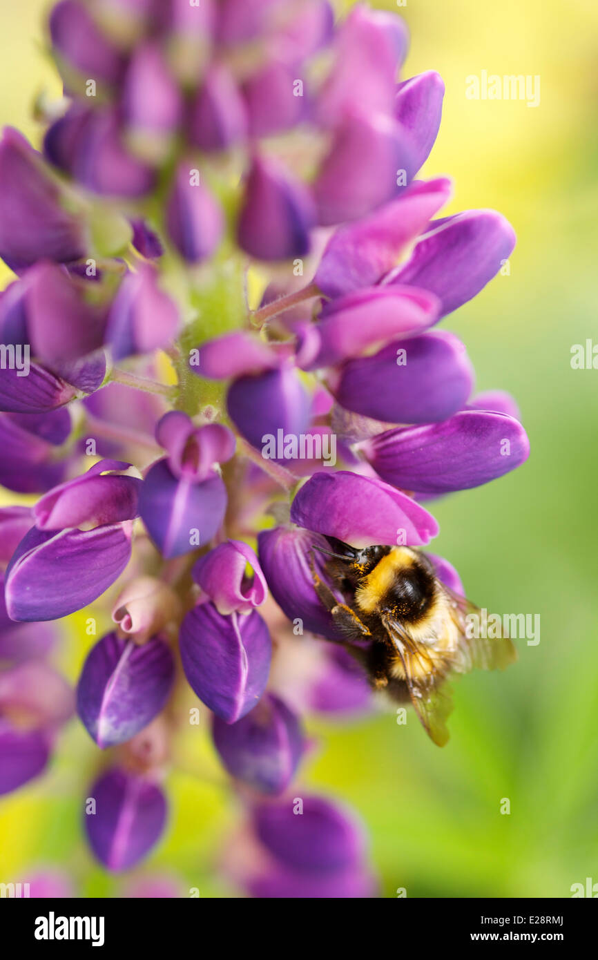 Bee on a lupin plant Stock Photo