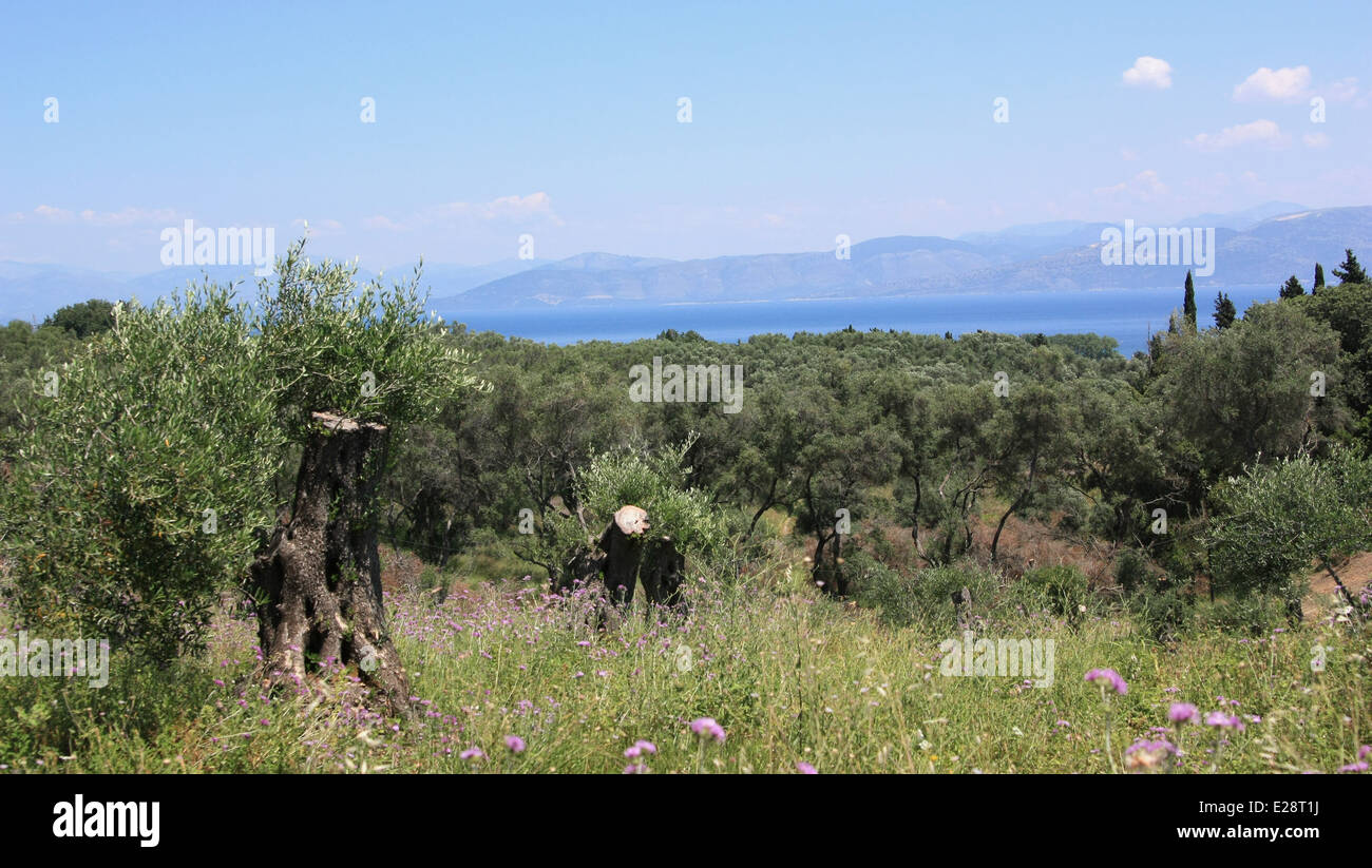 Corfu island Stock Photo