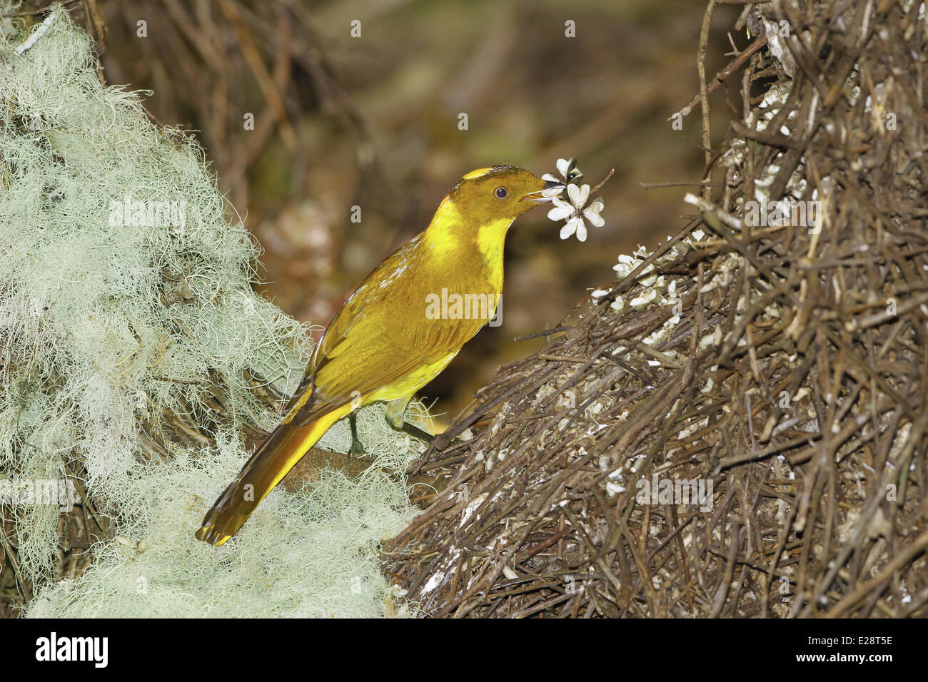 Golden Bowerbird (Prionodura newtoniana) adult male, decorating bower structure with flower for courtship display, Crater Lakes Stock Photo